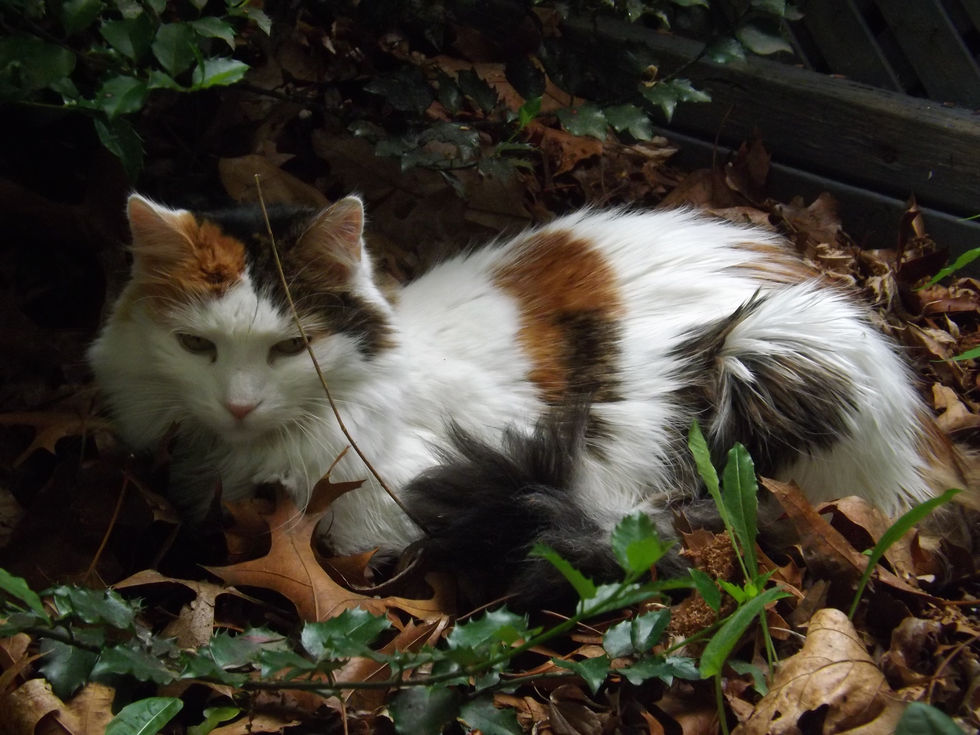 calico cat resting in leaves