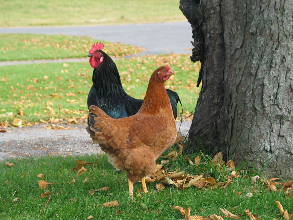 black rooster and Rhode Island Red hen