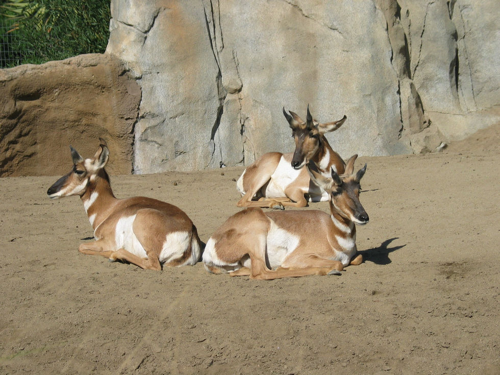 trio of Dama Gazalle