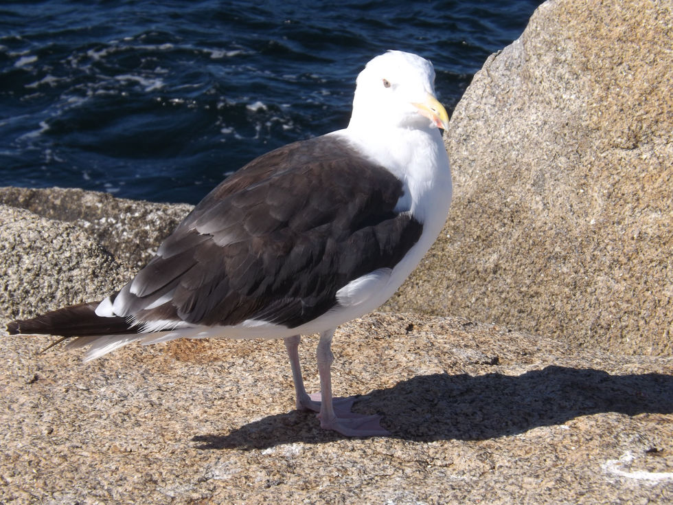 Seagull standing on a boulder
