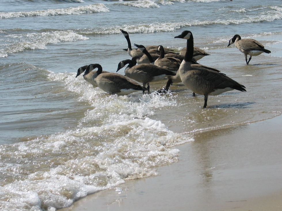 Canadian geese enjoying a morning drink from Lake Erie