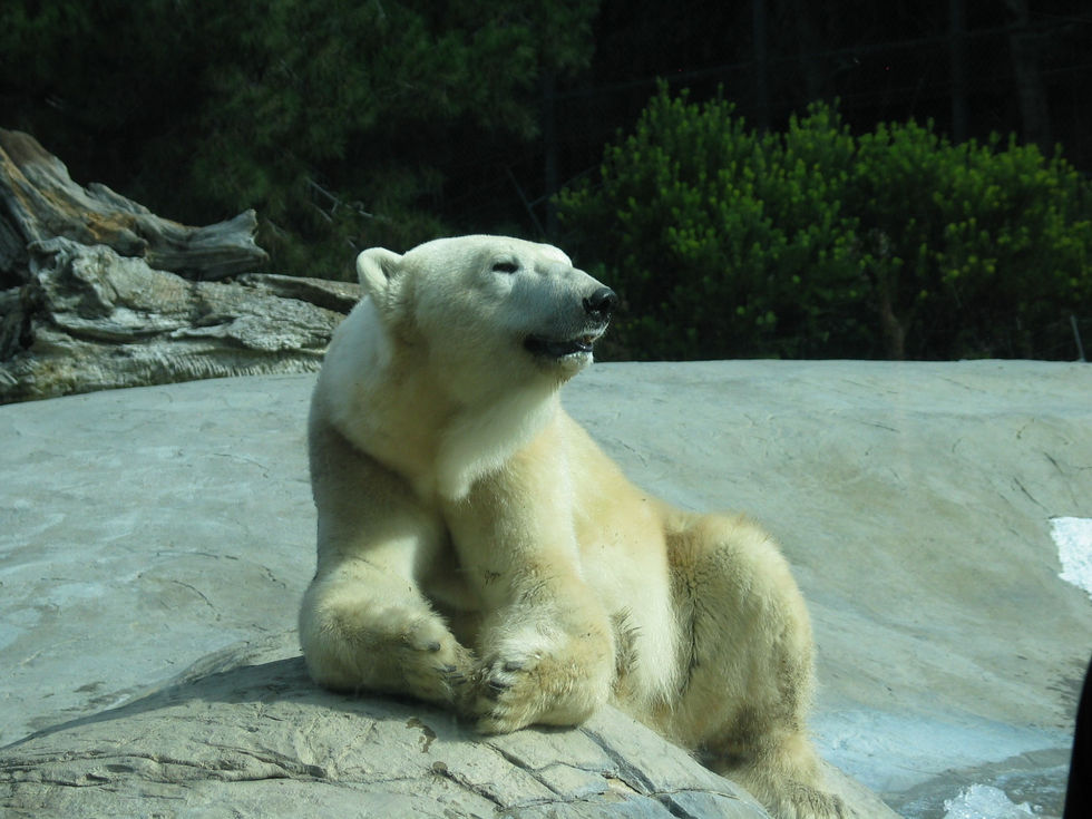 resting Polar Bear