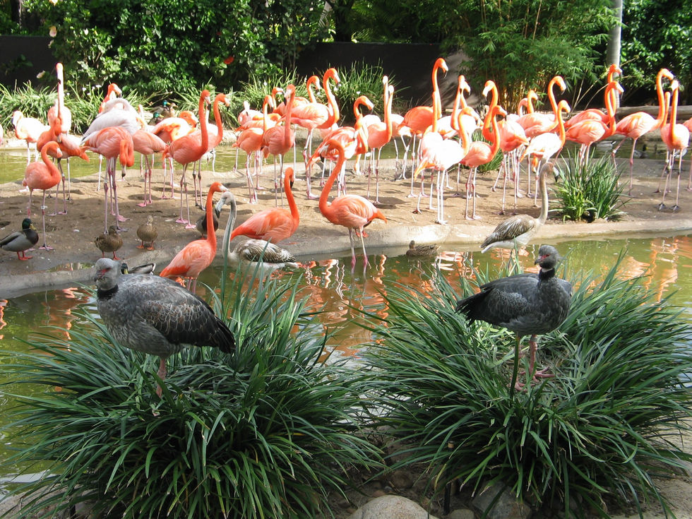 a flock of Flamingos