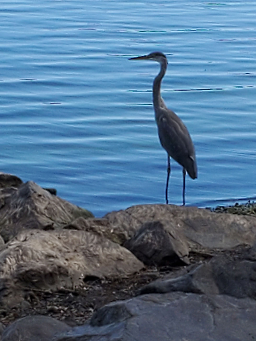 great blue heron