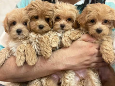 A Trusted Family Name in Helping Puppies Find Their Forever Homes 