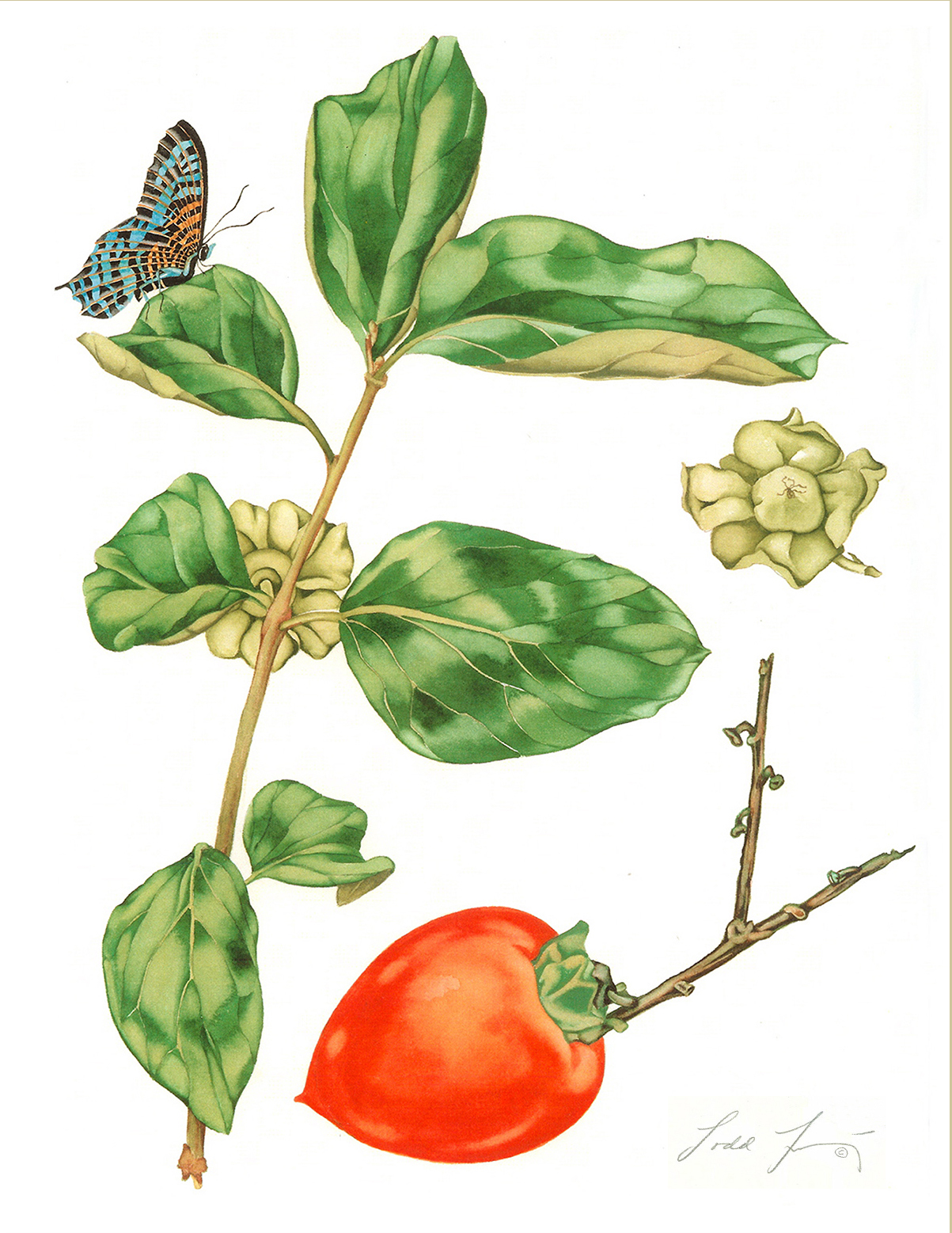 Helen's Persimmons #134