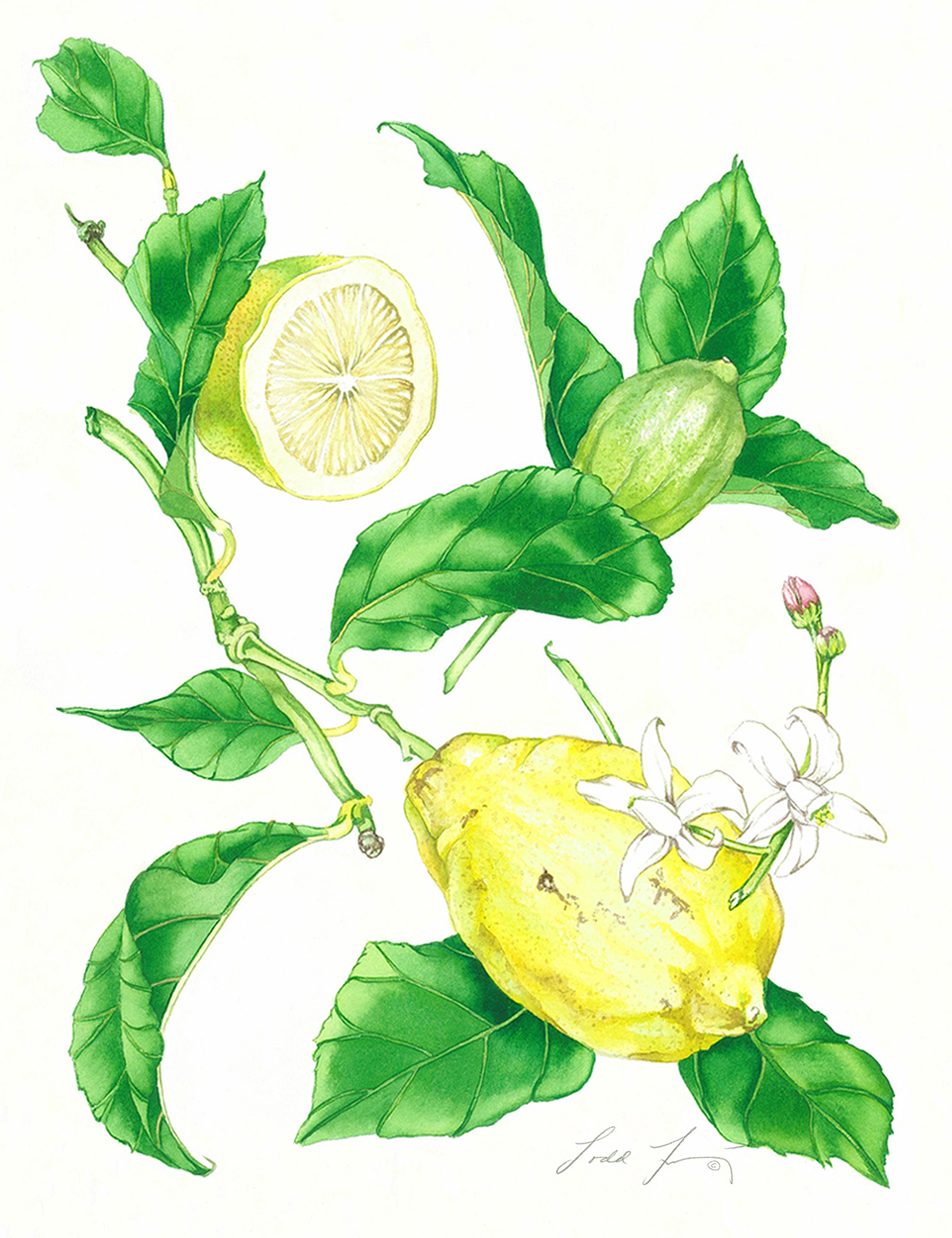 Helen's Lemons #66