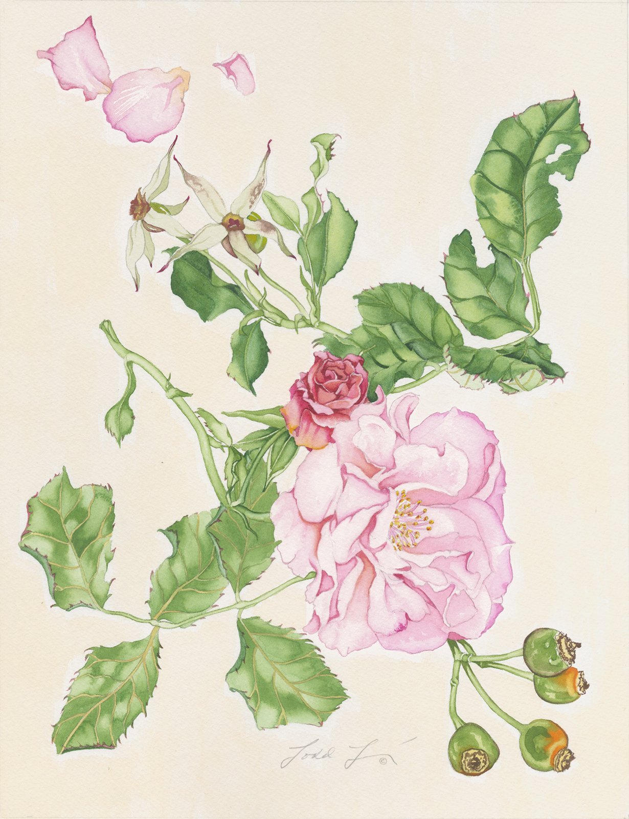 Climbing Rose #141