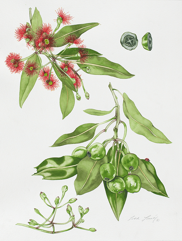 San Francisco Eucalyptus #136