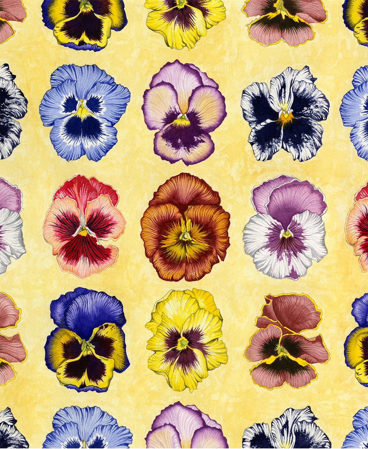 Pansy Clan #79