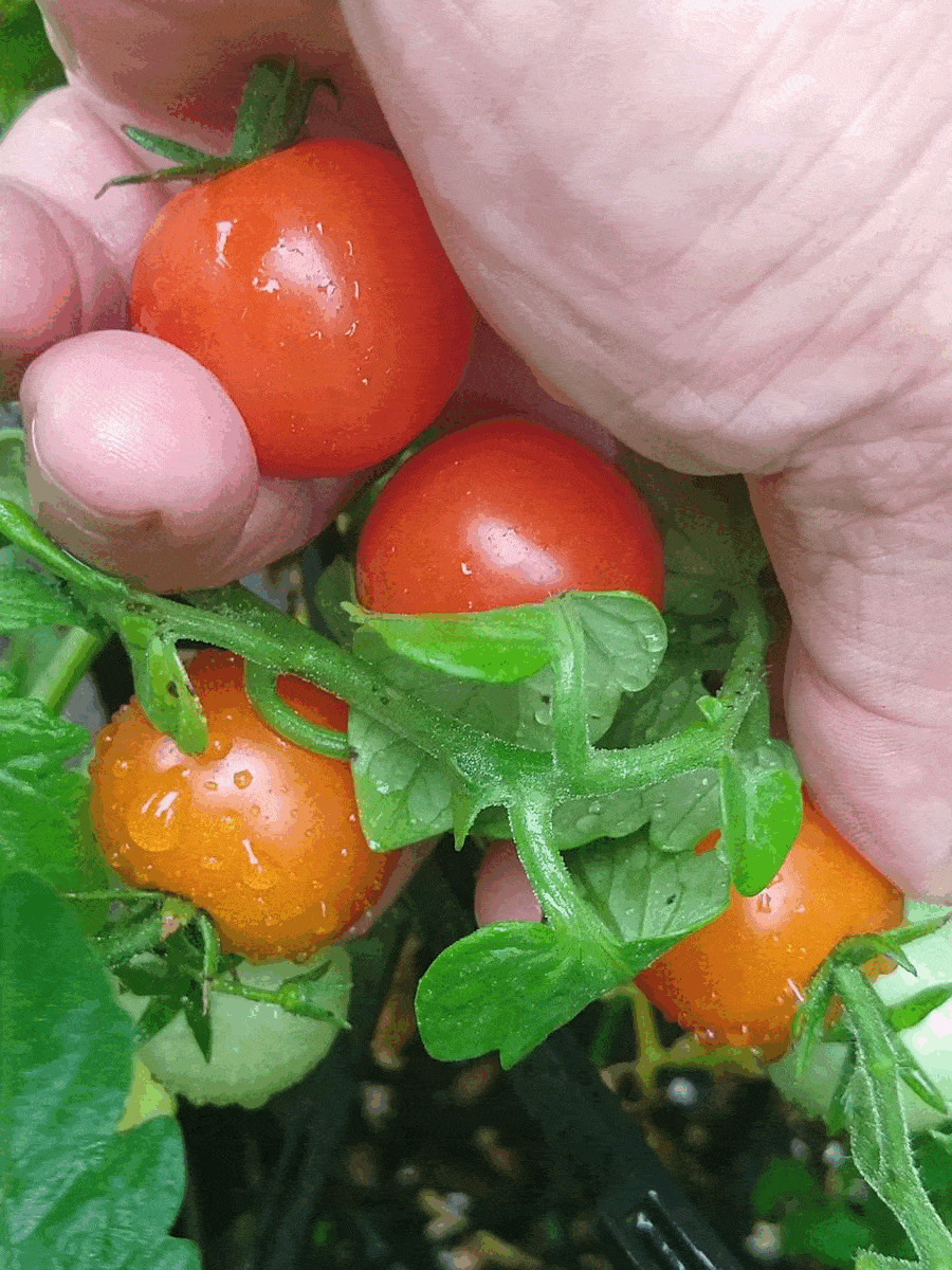 MyItalianGarden.gif