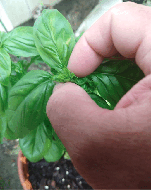 PickingBasil.gif