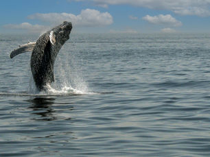 A whale of a time on the North Coast