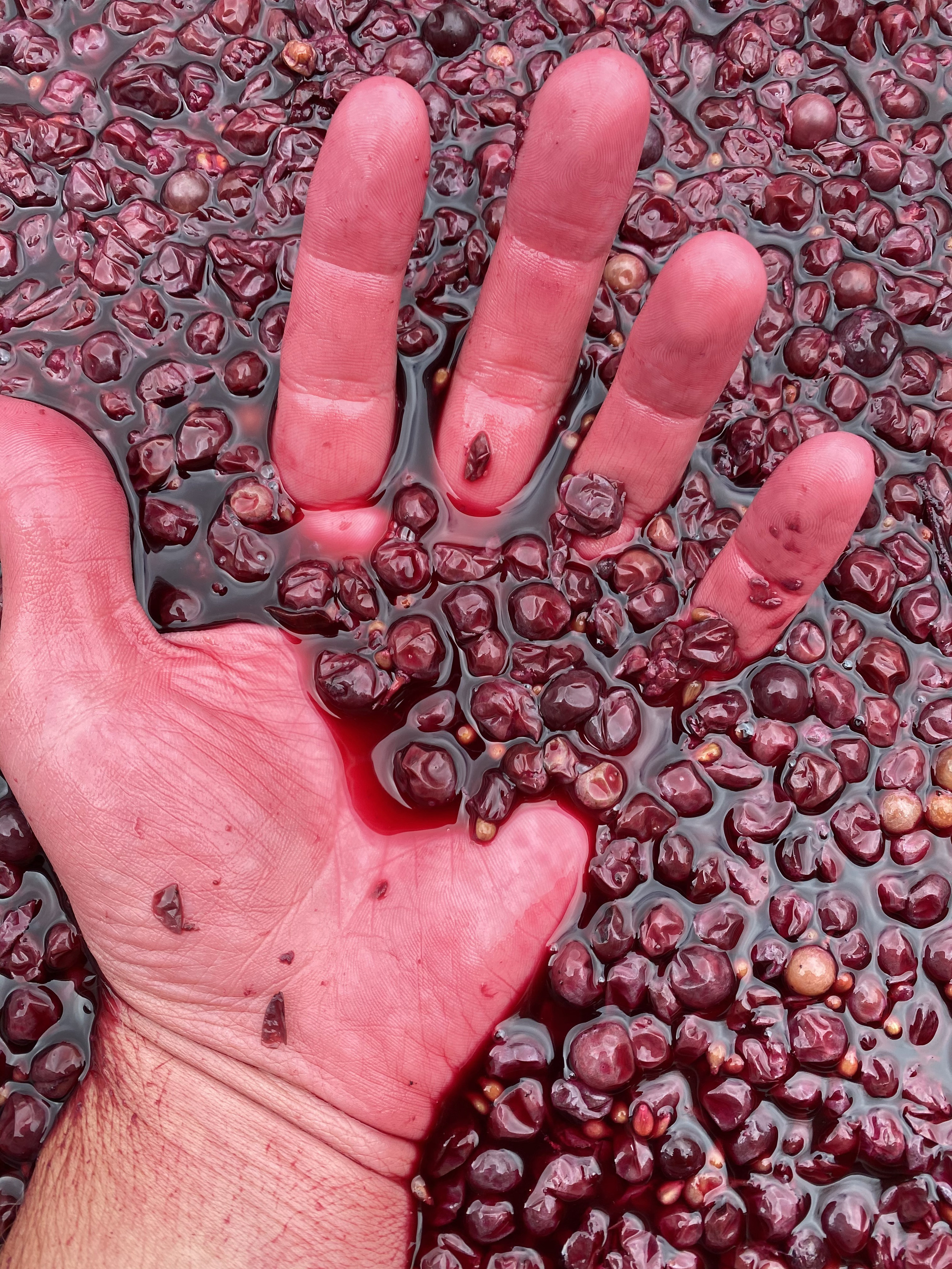Explore Unique Winemaking at Walloon Lake Winery | Cold Hardy