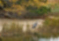 29 Blue Heron in Autumn Marsh.jpg