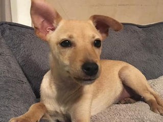 RESERVE -Nelson, petit mais costaud