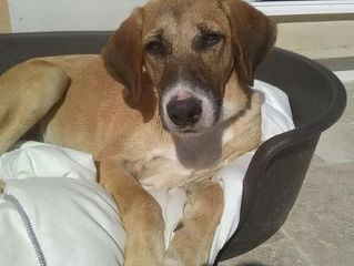 Cosette, douce et discrète