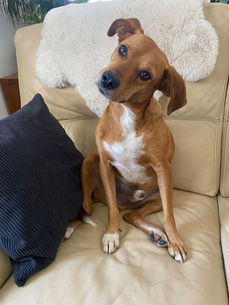 Pinceau, petit bonhomme tout doux