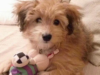 Nougat, petit tendre