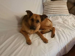 Violette, chienne parfaite