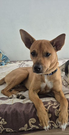 Scooby, adorable scoubidou