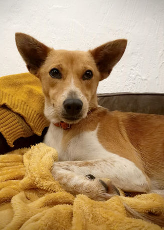 Lili, chipie en devenir