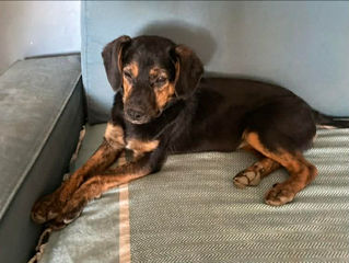 Lula, une demoiselle en or