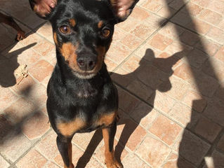 RESERVE -Ziggy, super mini plein d'amour