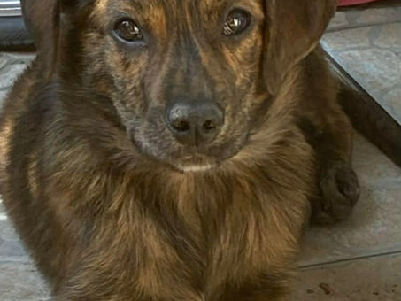 Be-bop, petit coeur tendre