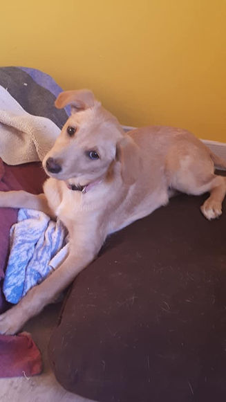 Perla, merveille créole