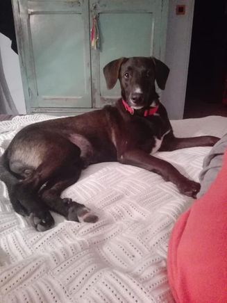 Robby, coeur tendre timide