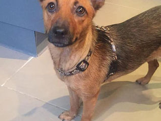 RESERVEE - Changa, petite miraculée