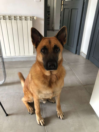 Randy, adorable nounours