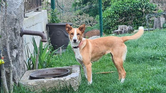 Layzi, un rayon de soleil