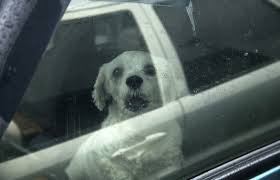 I witnessed a trapped dog in a hot car- the story