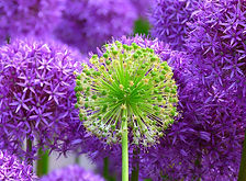 Troubes musculaires