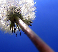 Allergie saisonière