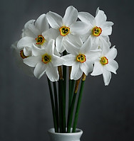daffodils-6292667_1280.jpg