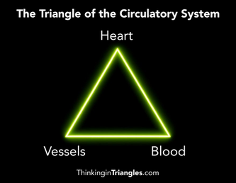 The Triangle of the Circulatory System