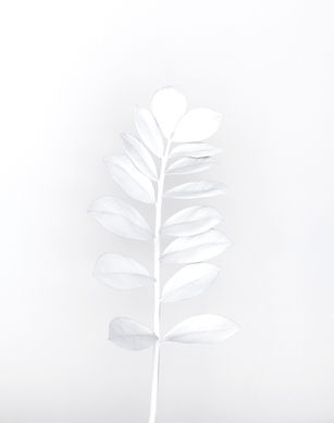 White%20Branch_edited.jpg