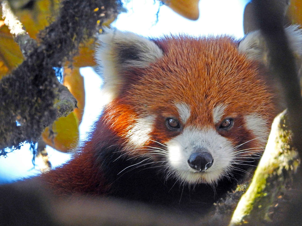 Land of the Firefox - An expedition into the Eastern Himalaya