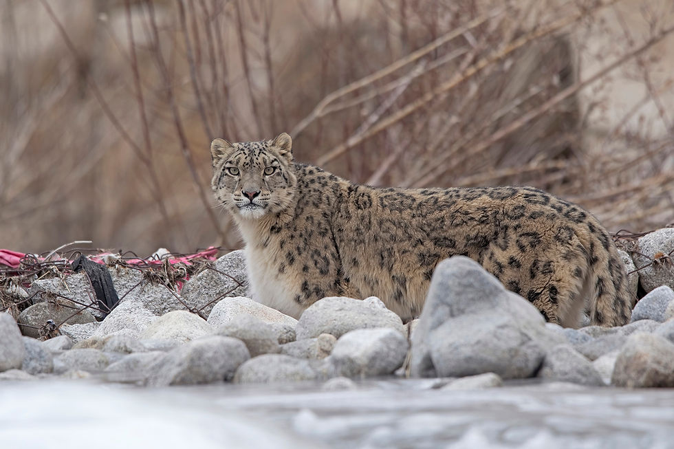 My ‘perfect’ moment with a wild snow leopard!
