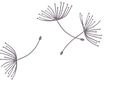 dandelion_edited.png