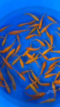 Yellow monkey growout