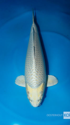 Yellow mukashi Marusei