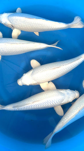 Platinum ogon Sakazume