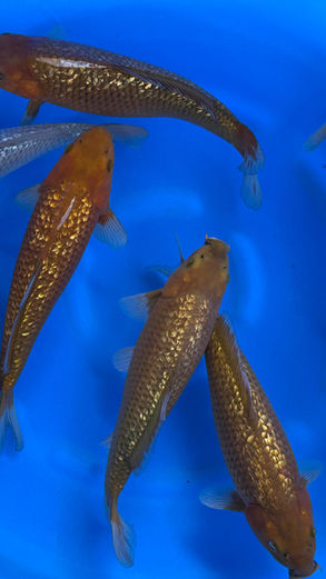 Soragoi chagoi Takatatsu