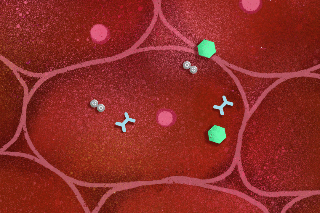 liver cells