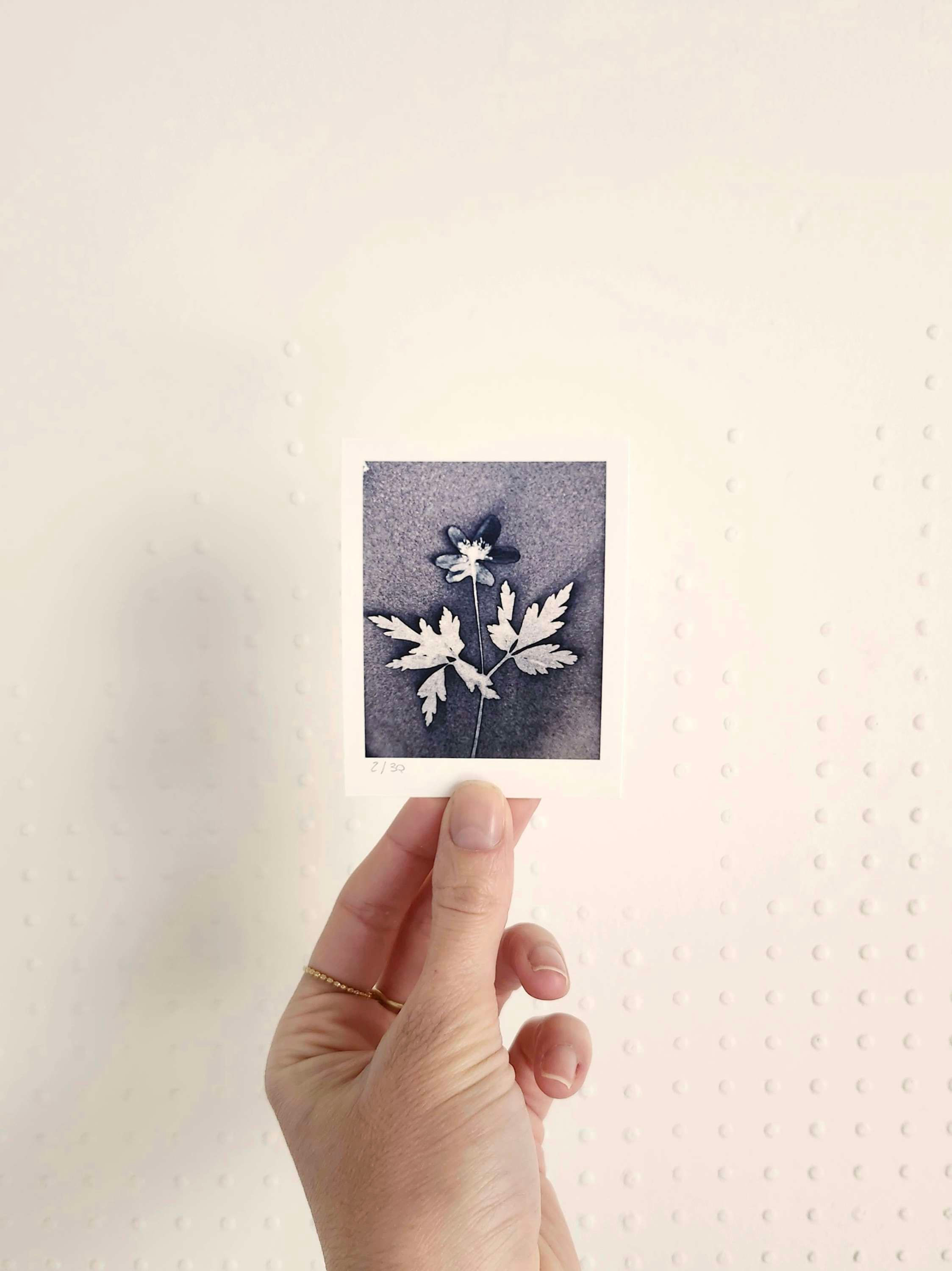 Les minis Eaumes - Tirage d'Art - 7x9cm - Anémone