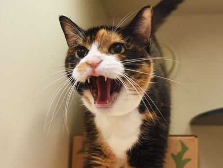 Yaygın Kedi Davranışı Sorunları